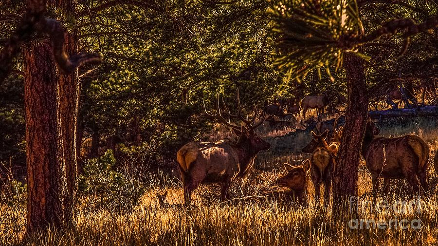Elk Herd Photograph by Jesse Post