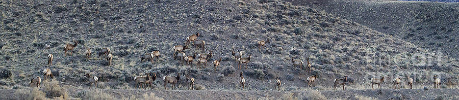 Elk Herd On A Hillside Panoramic - 12x54.5 Photograph by J L Woody Wooden