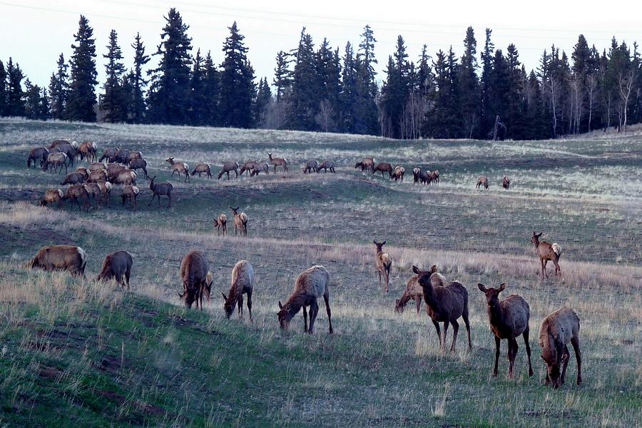 Elk Herd on Rolling Hills Photograph by Marilyn Burton