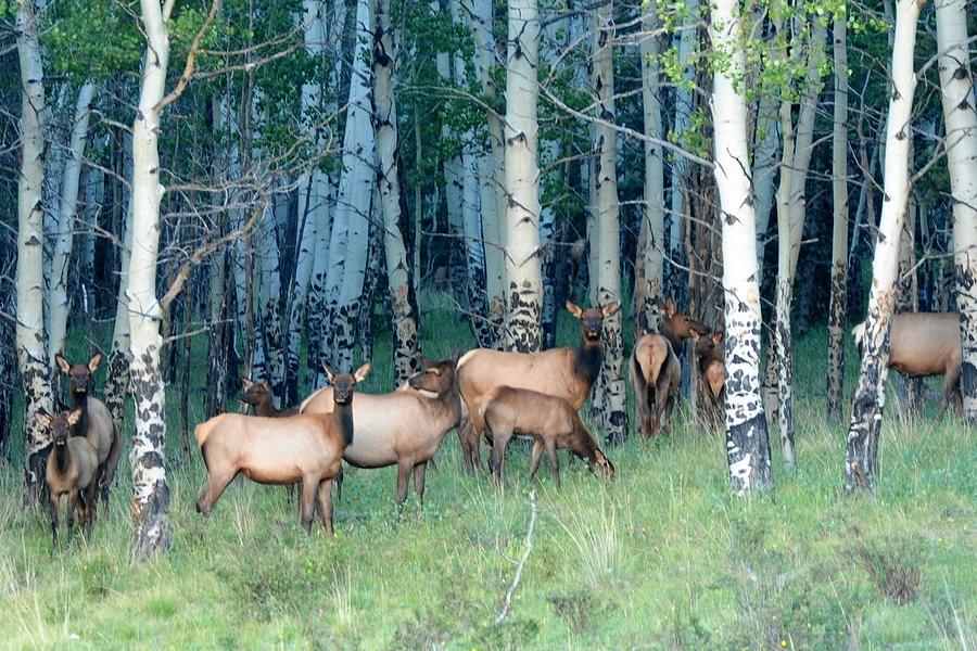 Nature Photograph - Elk in Aspen by Marilyn Burton
