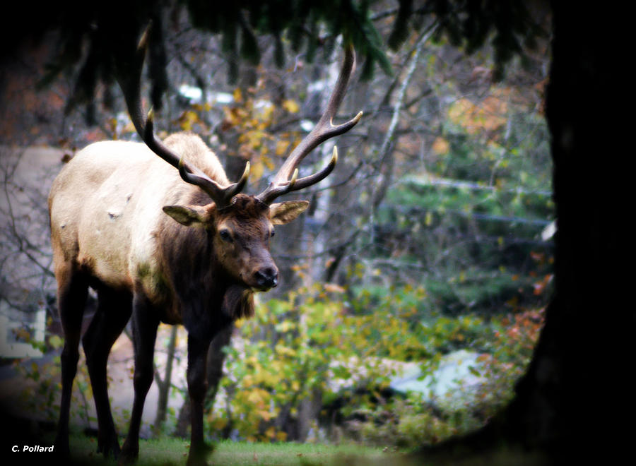 Wildlife Photograph - Elk in Autumn by Christy Pollard