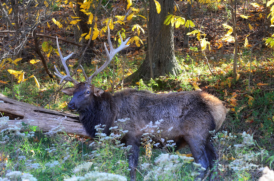 Elk in Autumn Meadow Photograph by Peggy Franz