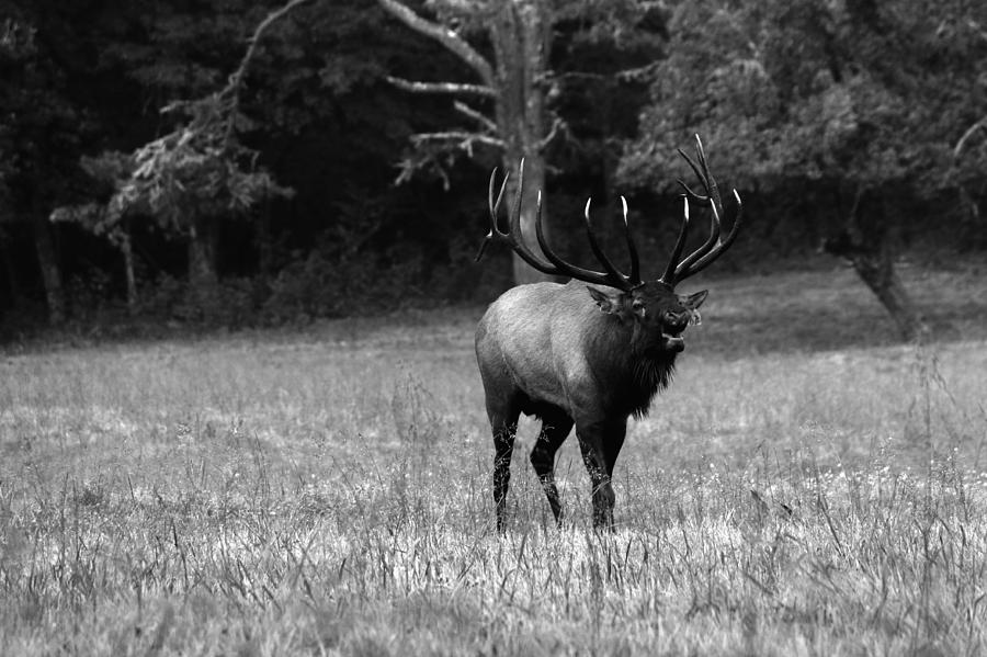 Elk in Black and White Photograph by Carol Montoya
