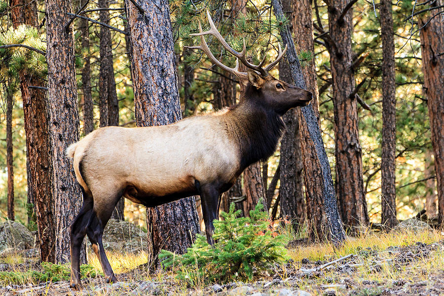 Elk in Colorado Photograph by Ben Graham
