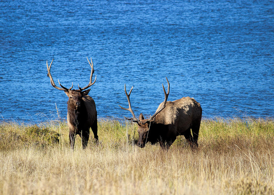 Elk in Estes 4 Photograph by Becca Buecher
