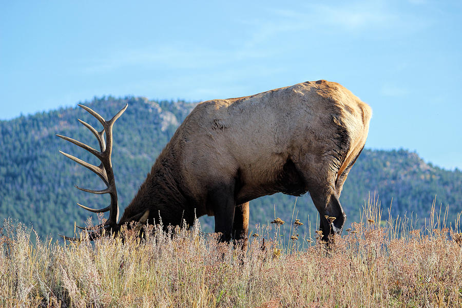 Elk in Estes Photograph by Becca Buecher