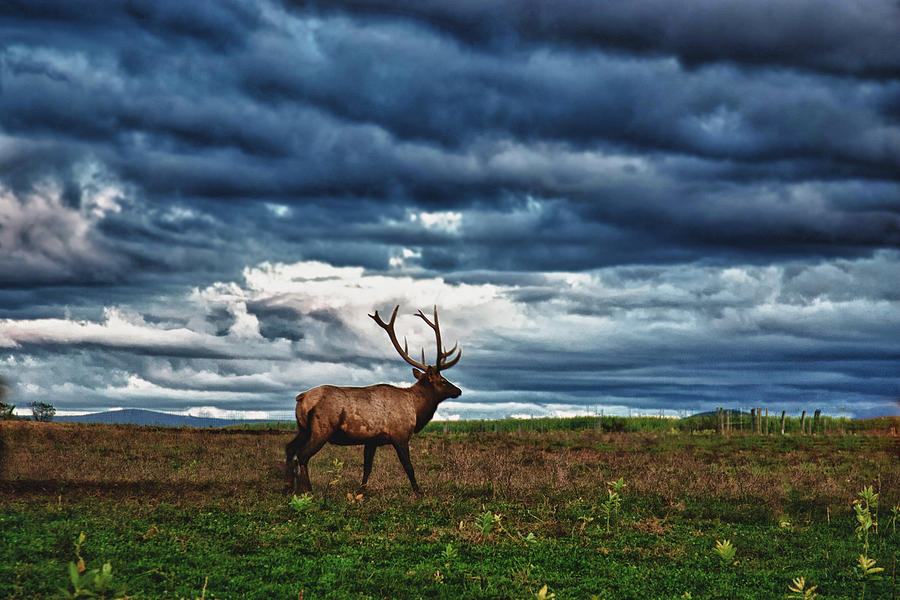 Animal Photograph - Elk in field by Jeff Folger