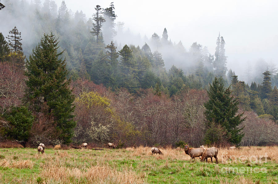 Elk In Fog - Herd Of Roosevelt Elk Cervus Canadensis Roosevelti Grazing In Elk Meadow. Photograph