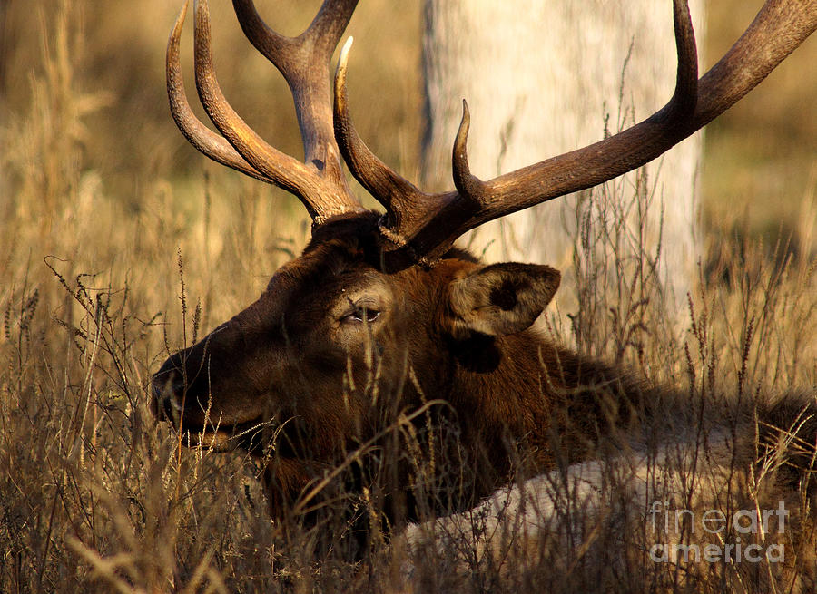 Elk In Grass Photograph by Robert Frederick