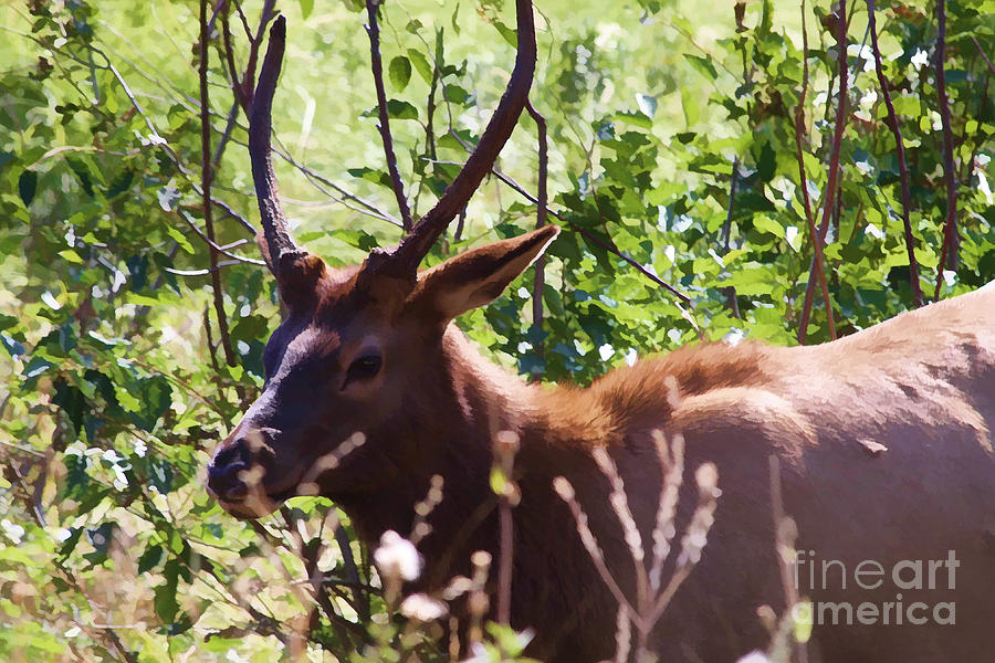 Elk Photograph - Elk in Hiding by Audreen Gieger