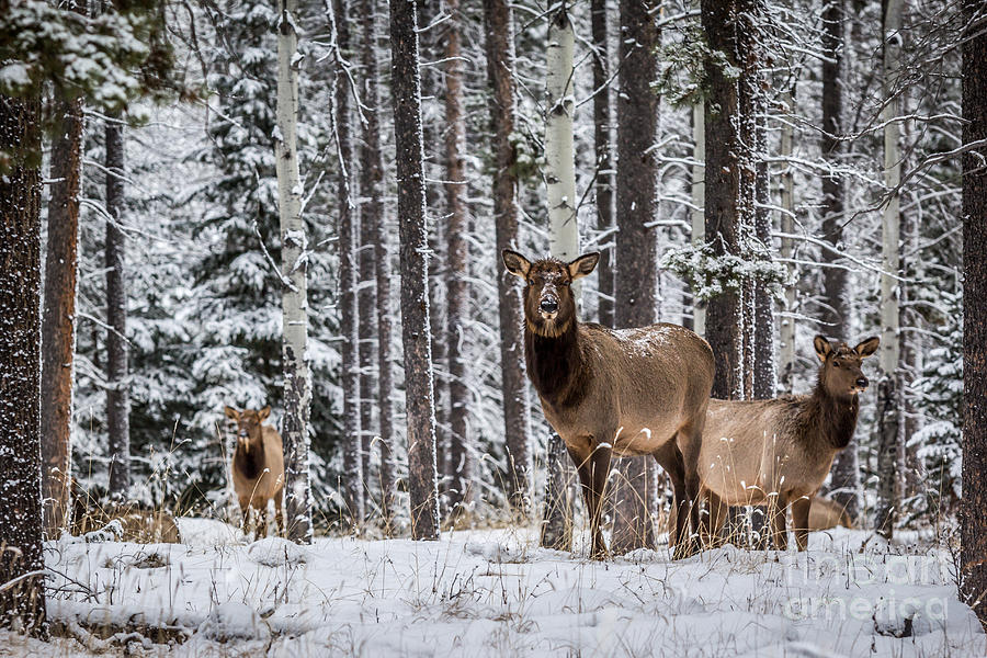 Elk in Jasper Photograph by Alanna DPhoto Fine Art America