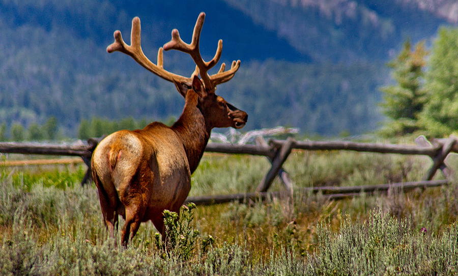 Elk In July Photograph