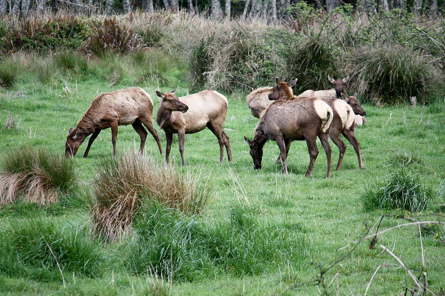 Deer Photograph - Elk in Meadow by Mark Cheney