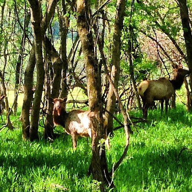 Elk In Ponca, Ar Photograph by Nadine Rippelmeyer