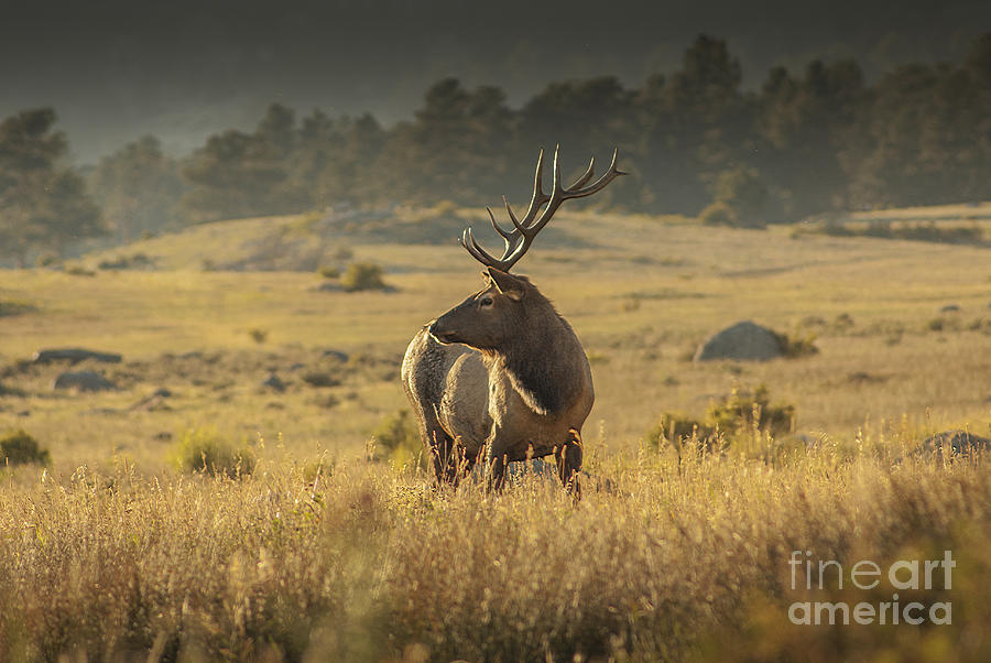 Elk in Rocky Mountain National Park Photograph by Kelly Black - Fine ...