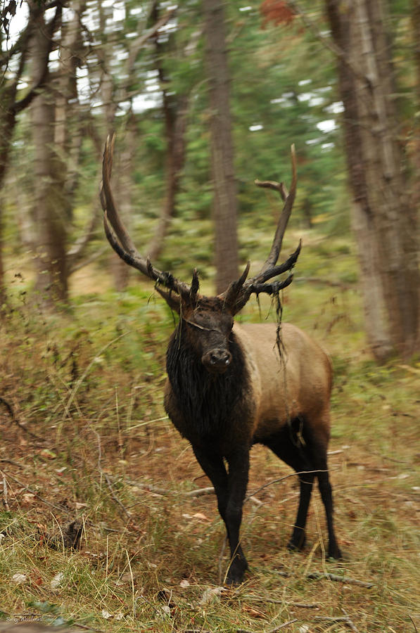 Elk in Rut Photograph by Becky Woodworth Fine Art America