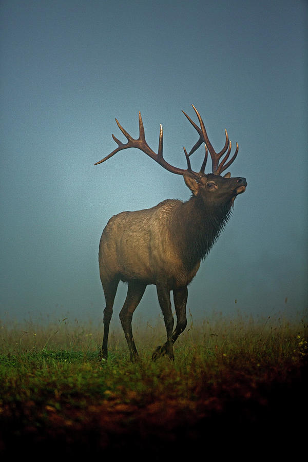 Elk In Rut, Pennsylvania Photograph by John Cancalosi