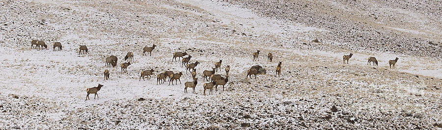 Elk In Snow Panorama 14x47 Photograph by J L Woody Wooden