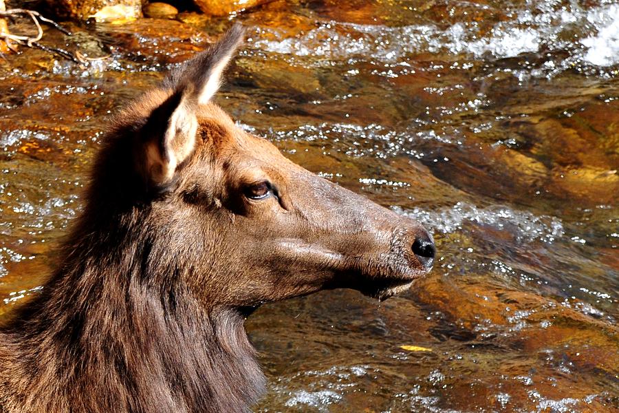Elk in Stream Photograph by Marilyn Burton