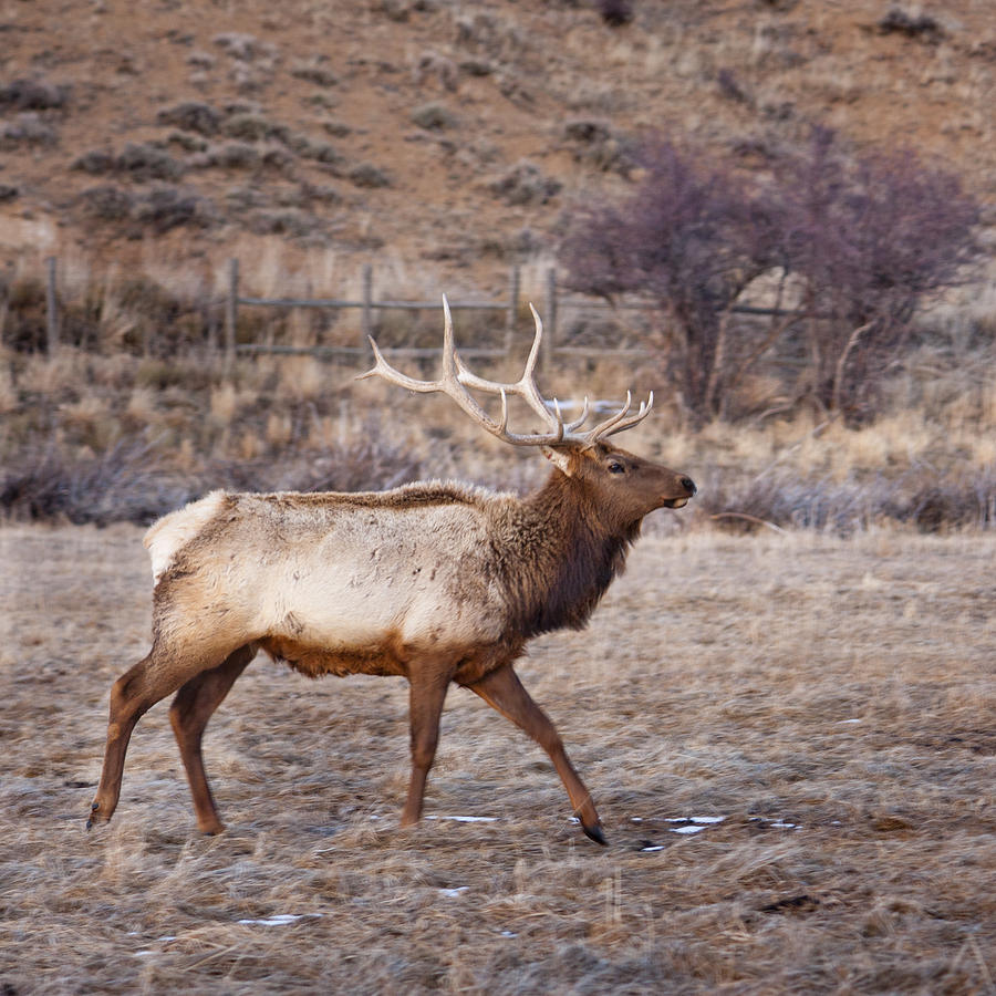 Tree Photograph - Elk in Stride by Richard Malin
