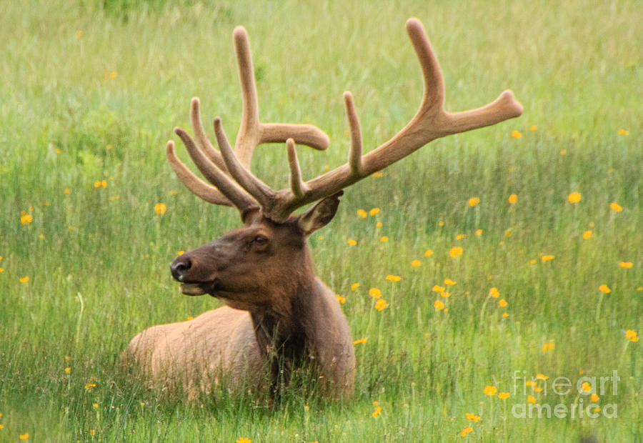 Elk in the Flowers Photograph by Cathy Donohoue