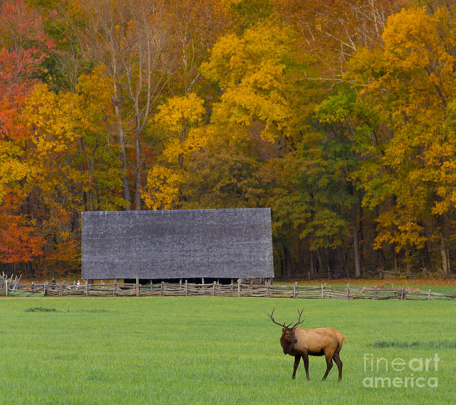 Tree Photograph - Elk in the Meadow by Bridget Calip
