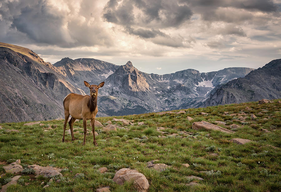Elk In The Mountains, Rocky Mountain Photograph by Michael Riffle