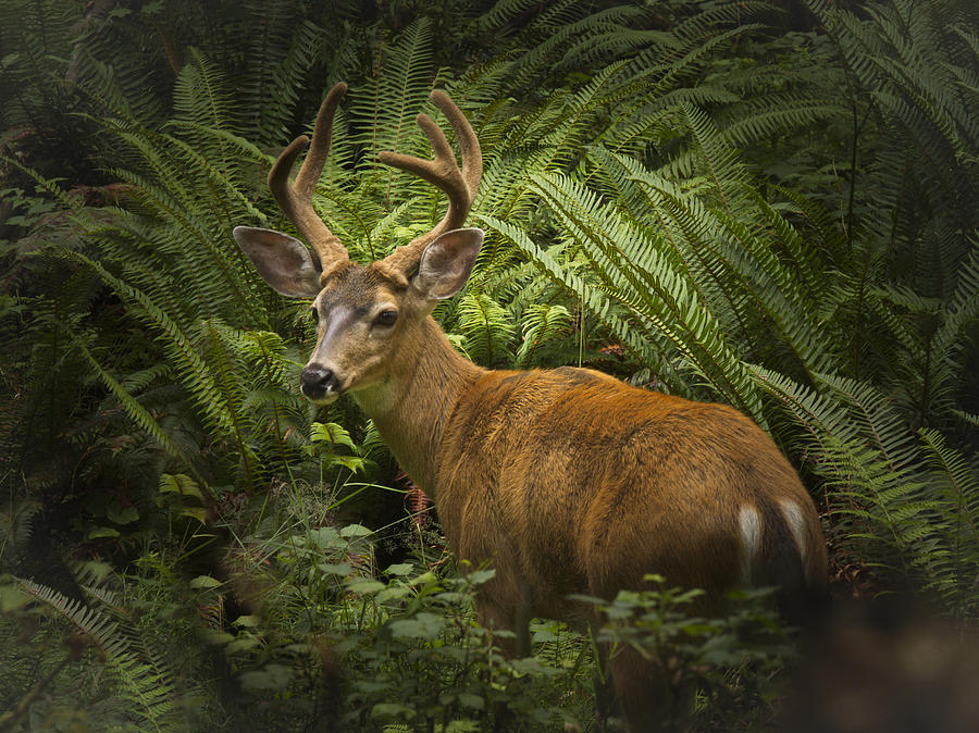 National Parks Photograph - Black Tailed Deer in the Olympic National Forest by Jean Noren