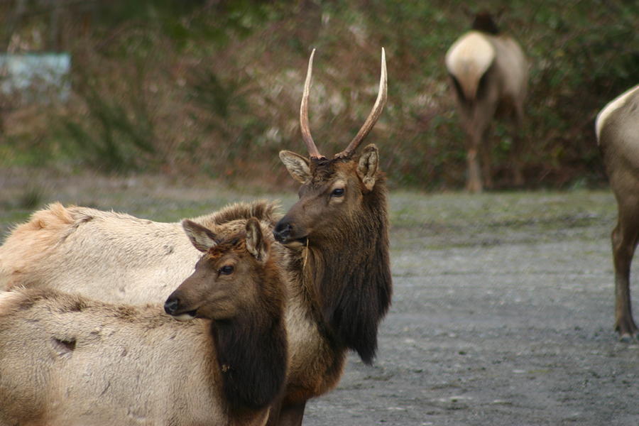 Elk In The Olympics Photograph
