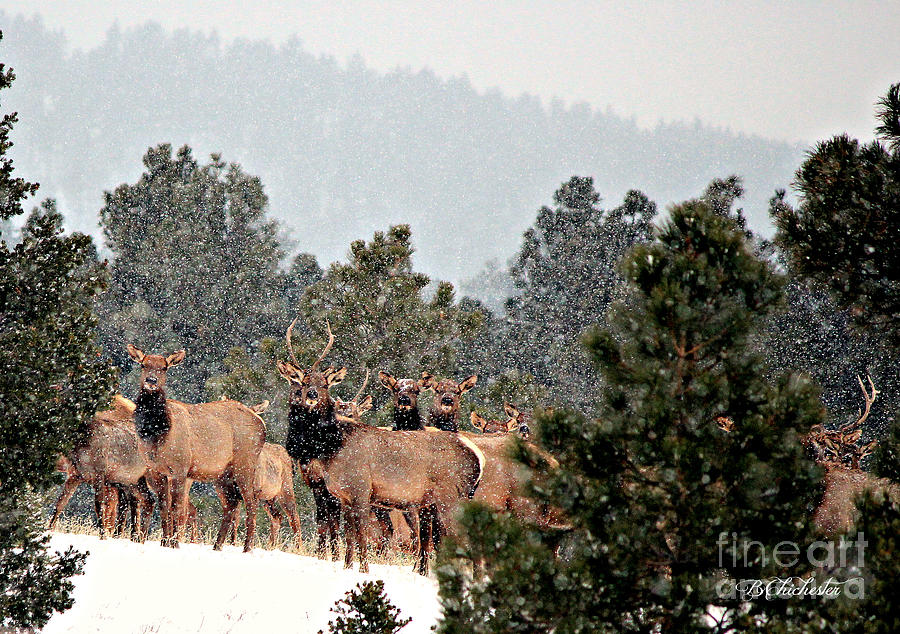 Elk in the Snowing Open Photograph by Barbara Chichester