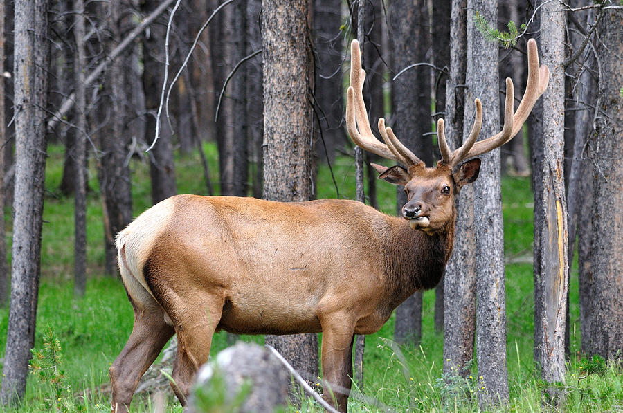 Elk in Velvet Photograph by Brian Wartchow - Fine Art America