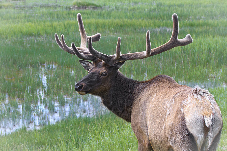 Elk In Velvet D6989 Photograph by Wes and Dotty Weber