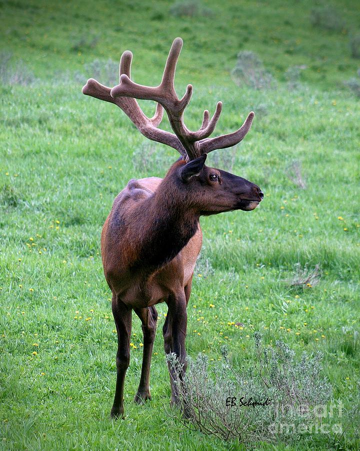 Elk in Velvet Photograph by E B Schmidt