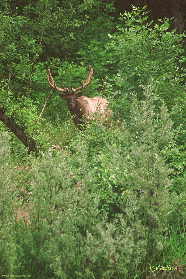 Elk in Velvet Photograph by Mick Anderson