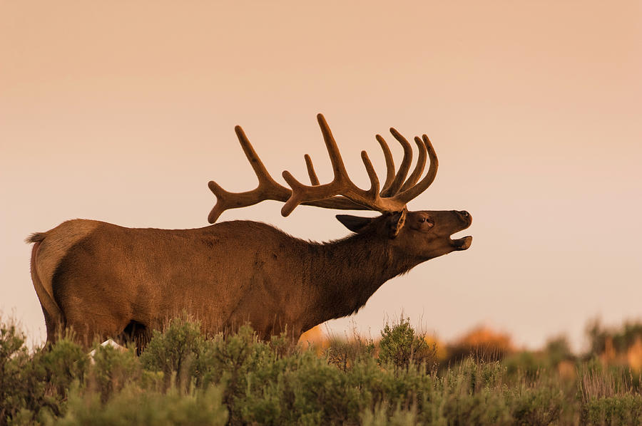 Elk In Velvet On Hill In Yellowstone Photograph by © J. Bingaman Photography