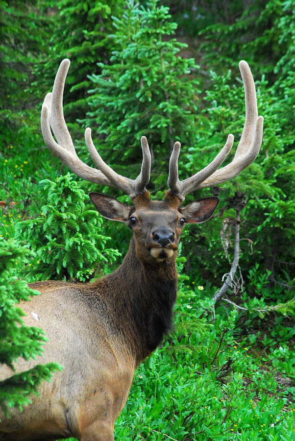 Elk - In Velvet Photograph by Tracy Smith Elk - In Velvet Photograph by Tracy Smith