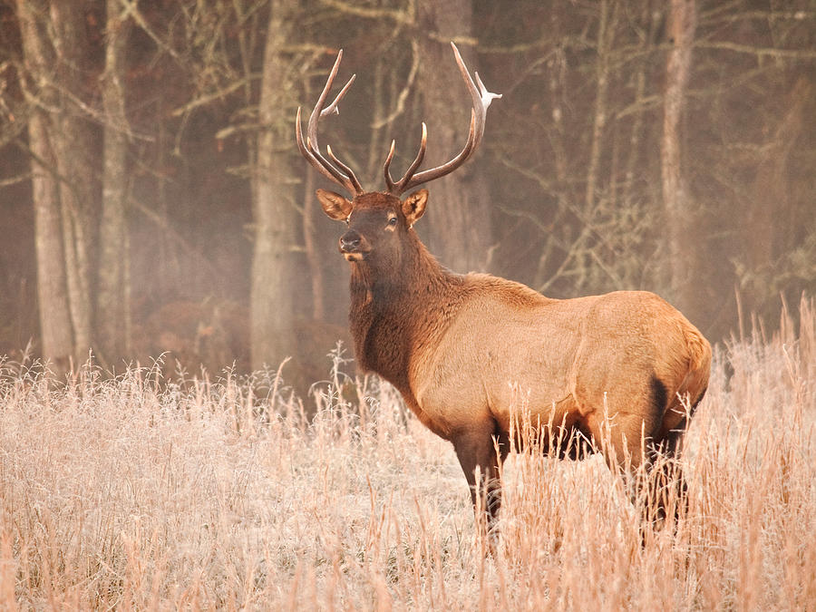 Elk In Winter - Cataloochee North Carolina - Great Smoky Mountains ...