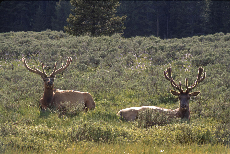 M-09107-Elk in Yellowstone Photograph by Ed  Cooper Photography