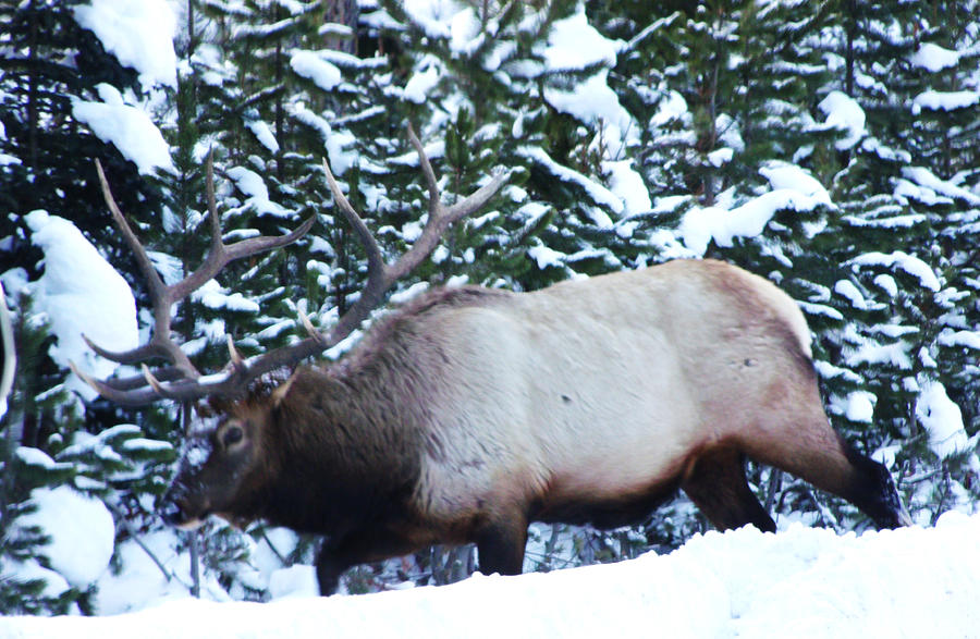 Elk in Yellowstone Photograph by Ladibug Love - Fine Art America