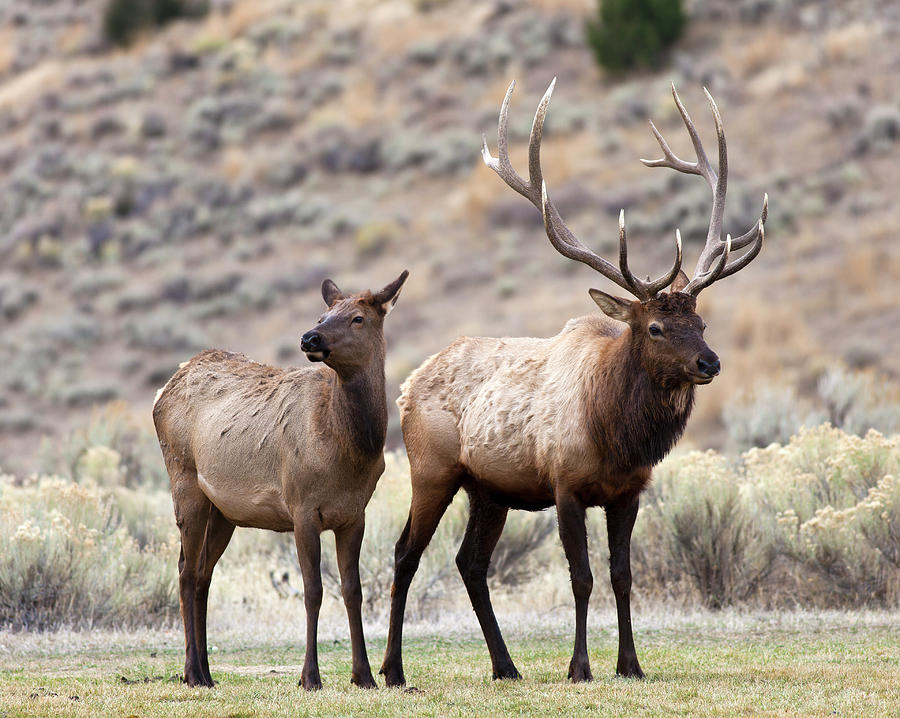 Elk In Yellowstone National Park Photograph by Traveler1116
