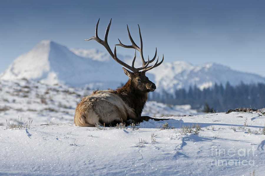 Elk in Yellowstone Photograph by Wildlife Fine Art