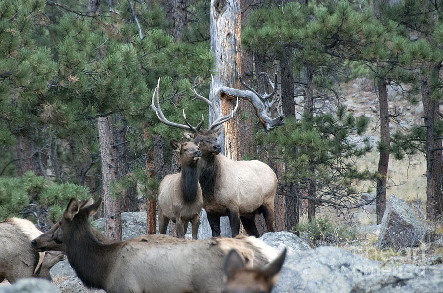Elk Photograph by Juli Scalzi