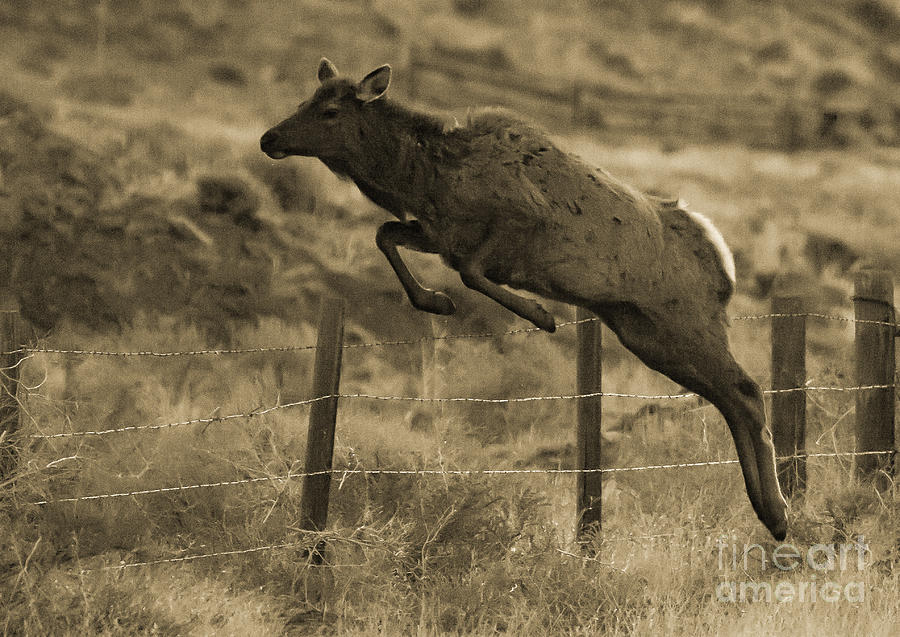 Elk Jumping Overa Fence Sepia 0459 Photograph By J L Woody Wooden