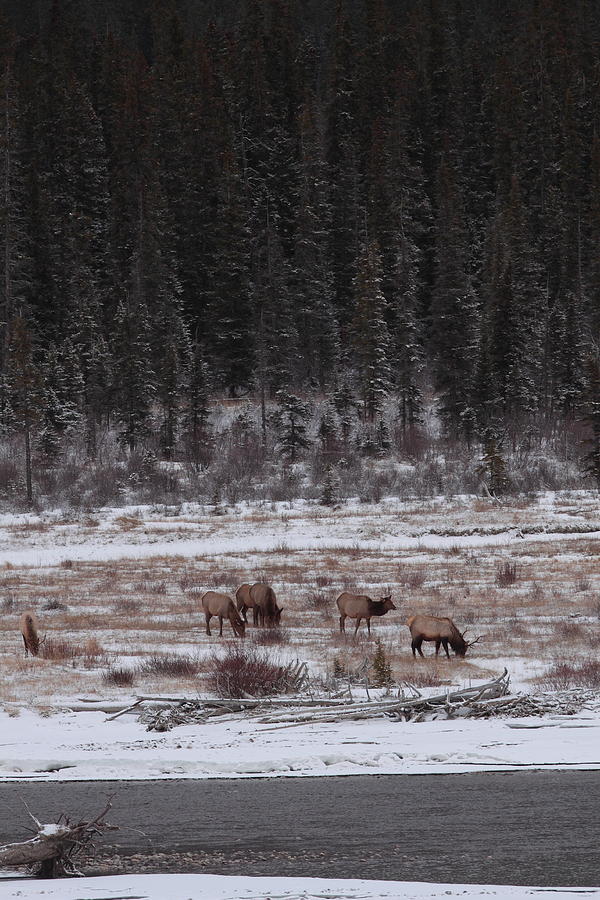 Elk Landscape Photograph by Bruce J Robinson