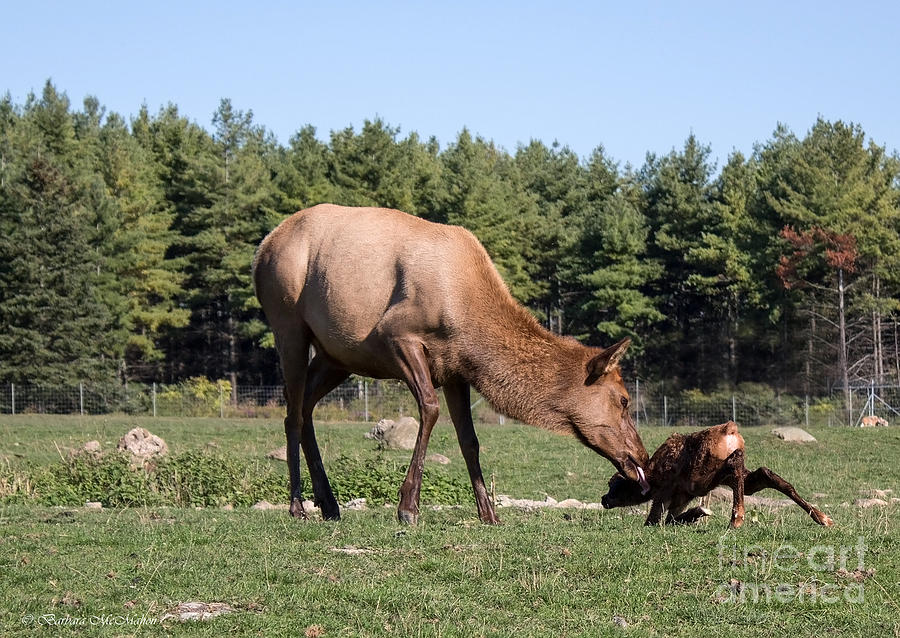 Deer Photograph - Elk Licking Newborn Calf by Barbara McMahon