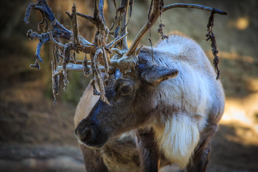 Elk Photograph by Matthew Onheiber