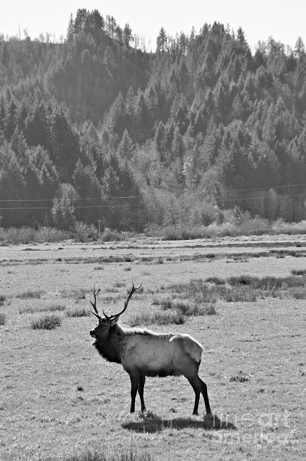 Elk Photograph by Mindy Bench