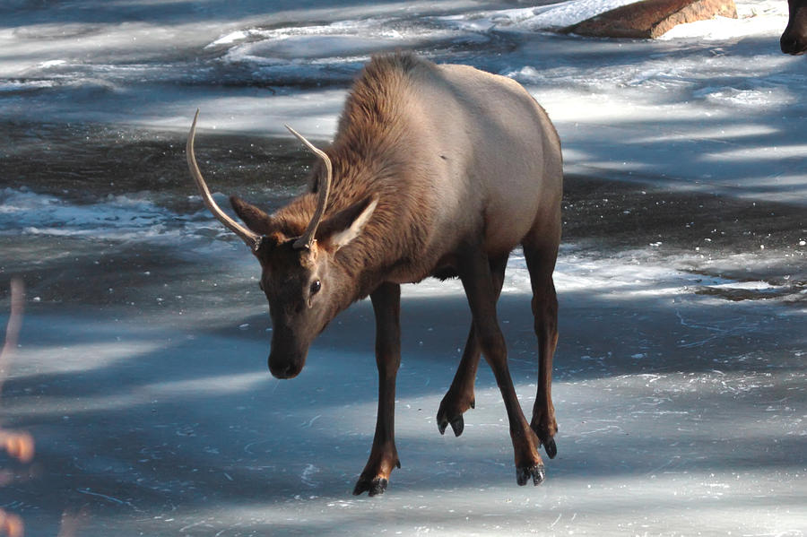 Elk Photograph - Elk on Ice by Perspective Imagery Elk Photograph - Elk on Ice by Perspective Imagery