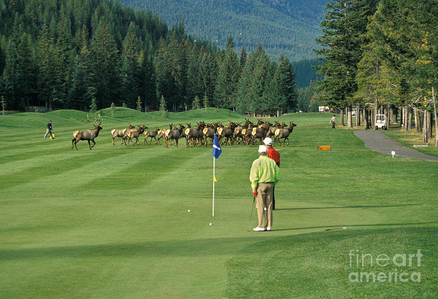 Golf Photograph - Elk On The Golf Course by Ron Sanford