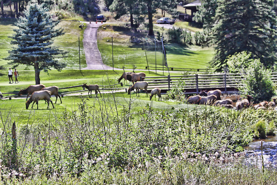 Golf Photograph - Elk on the Greens by Audreen Gieger